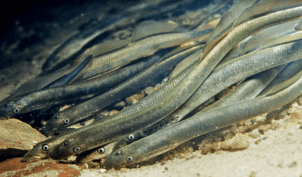 Bachneunauge, Fisch des Jahres 2017 Schweiz